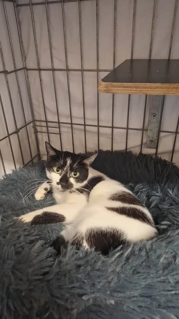 Comete, Zwart-wit female puppy European Shorthair for adoption at Dierenasiel Sint-Hubertus, Aalst