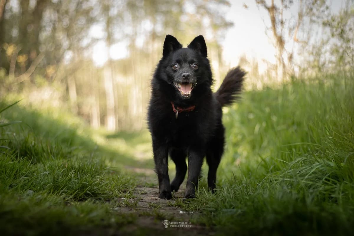 Boris, Zwart male senior mixed breed for adoption at Dierenasiel Sint-Hubertus, Aalst