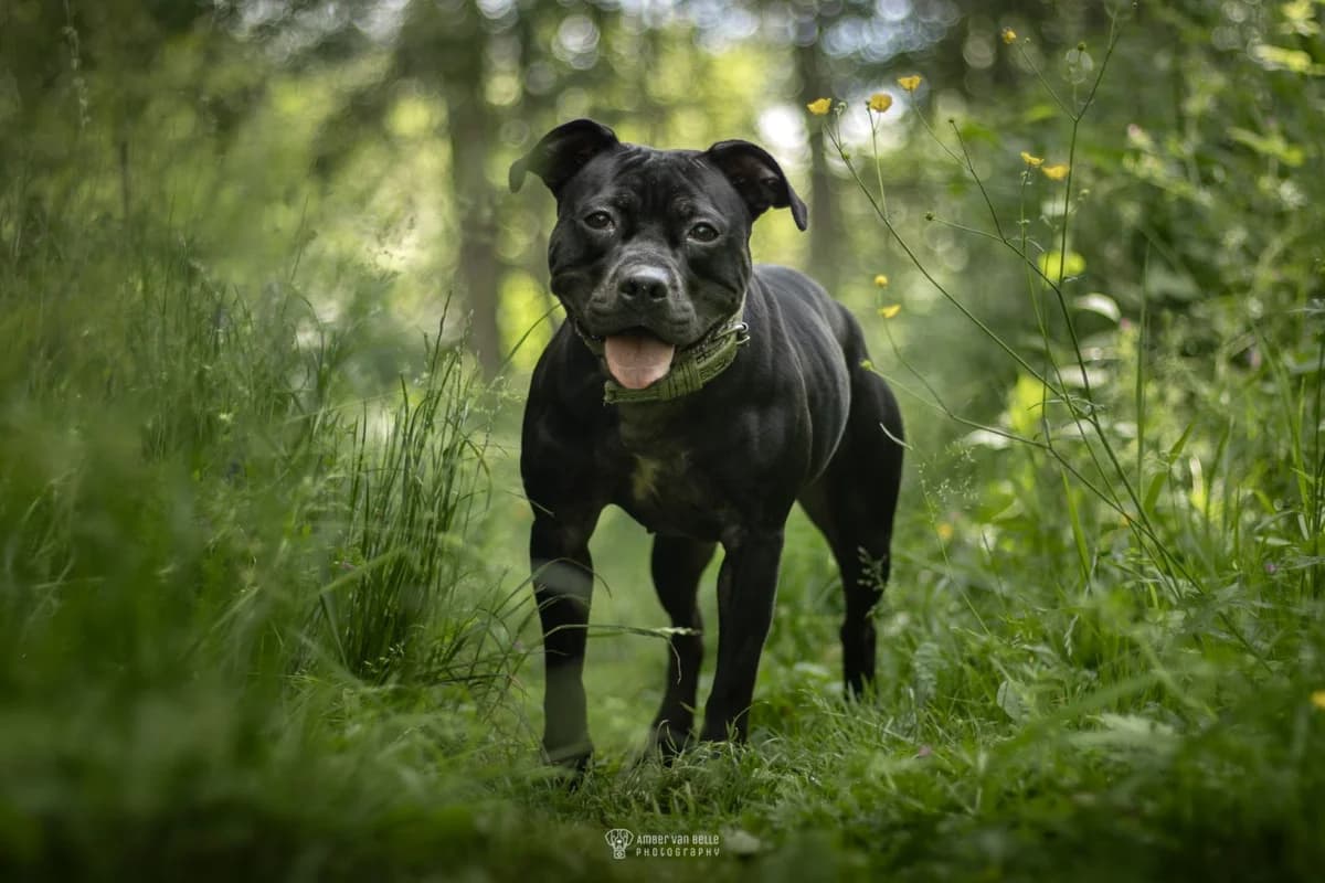 Rose, Zwart female young mixed breed for adoption at Dierenasiel Sint-Hubertus, Aalst