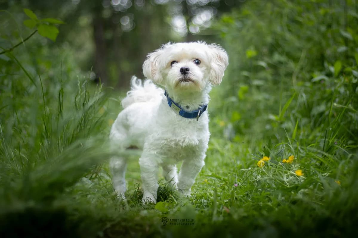 Skippy, Wit male 3yo mixed breed for adoption at Dierenasiel Sint-Hubertus, Aalst