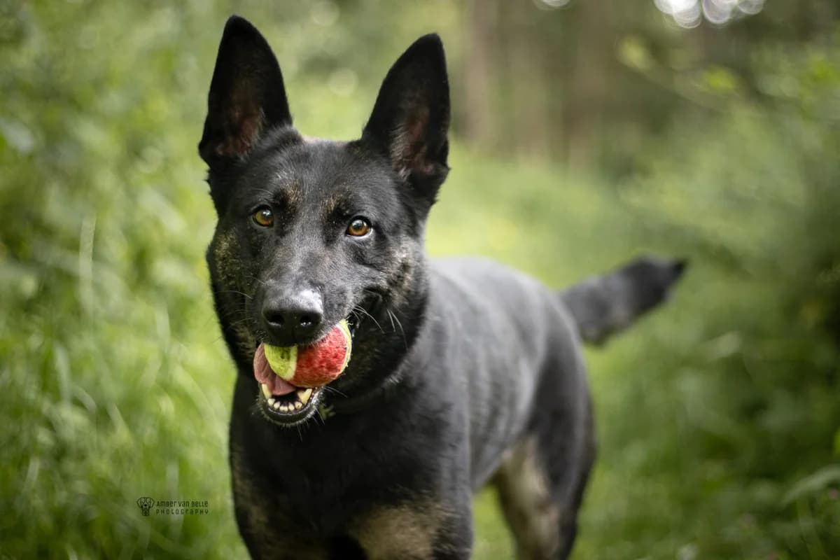 Marieke, Zwart-bruin female 4yo mixed breed for adoption at Dierenasiel Sint-Hubertus, Aalst