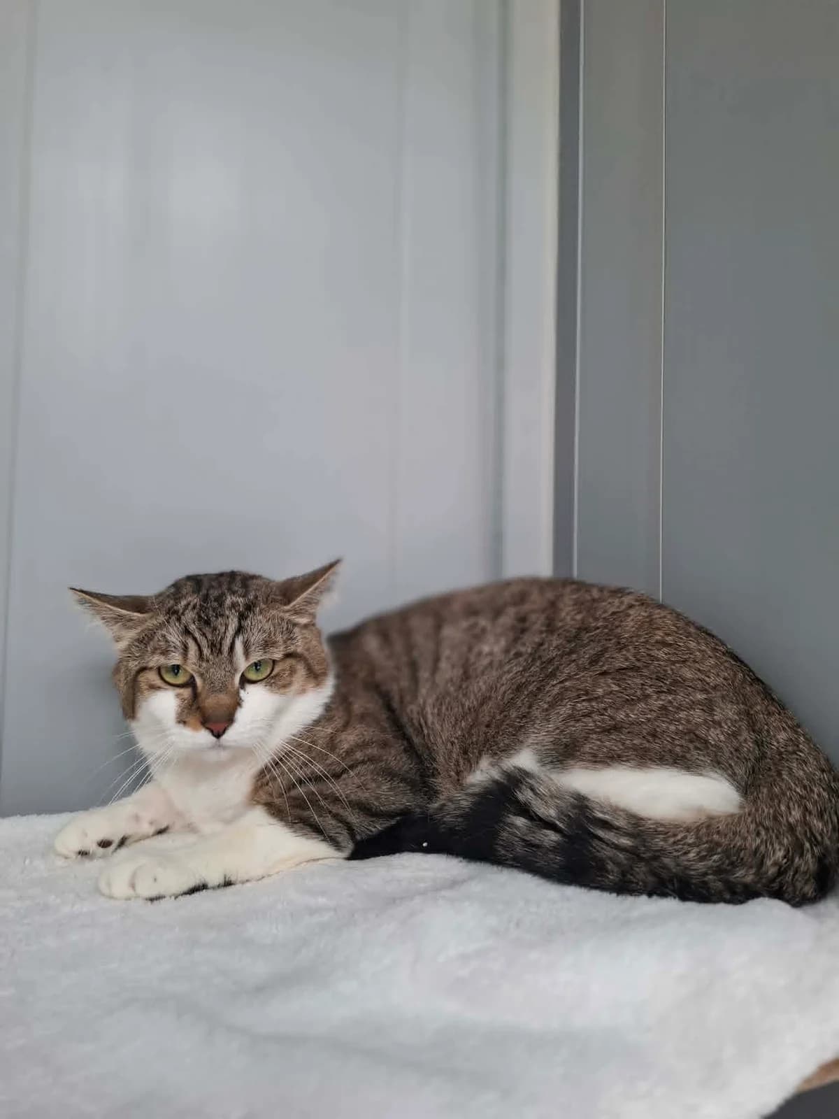Ode, getijgerd-wit male 4yo European Shorthair for adoption at Dierenasiel Sint-Hubertus, Aalst