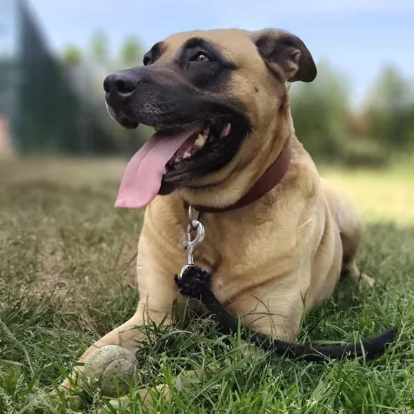 Bella, female mixed breed for adoption at Dierenasiel Lommel, Lommel