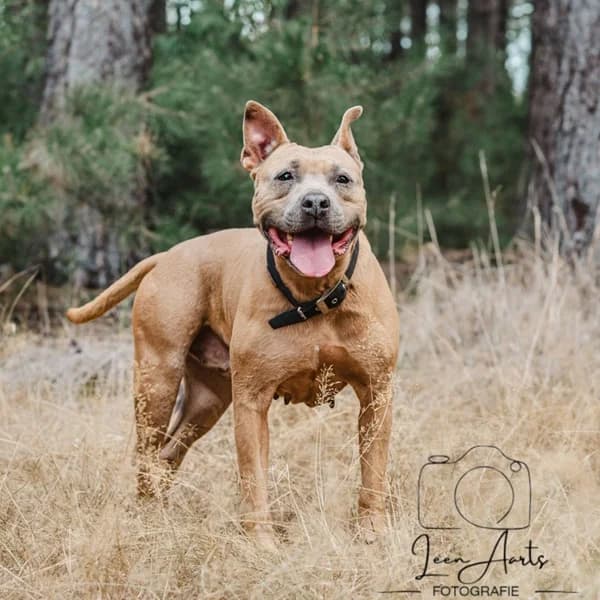 Sena, female mixed breed for adoption at Dierenasiel Lommel, Lommel