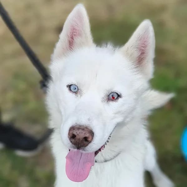 Sky, male Husky for adoption at Dierenasiel Lommel, Lommel