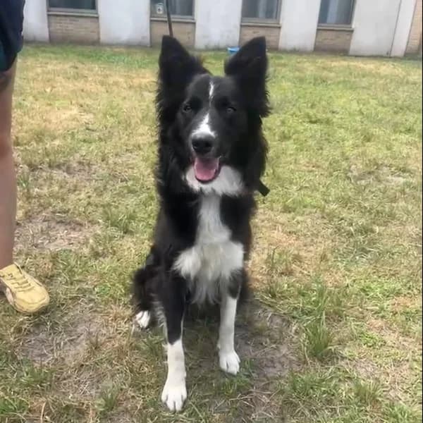 Akela, female Border Collie for adoption at Dierenasiel Lommel, Lommel