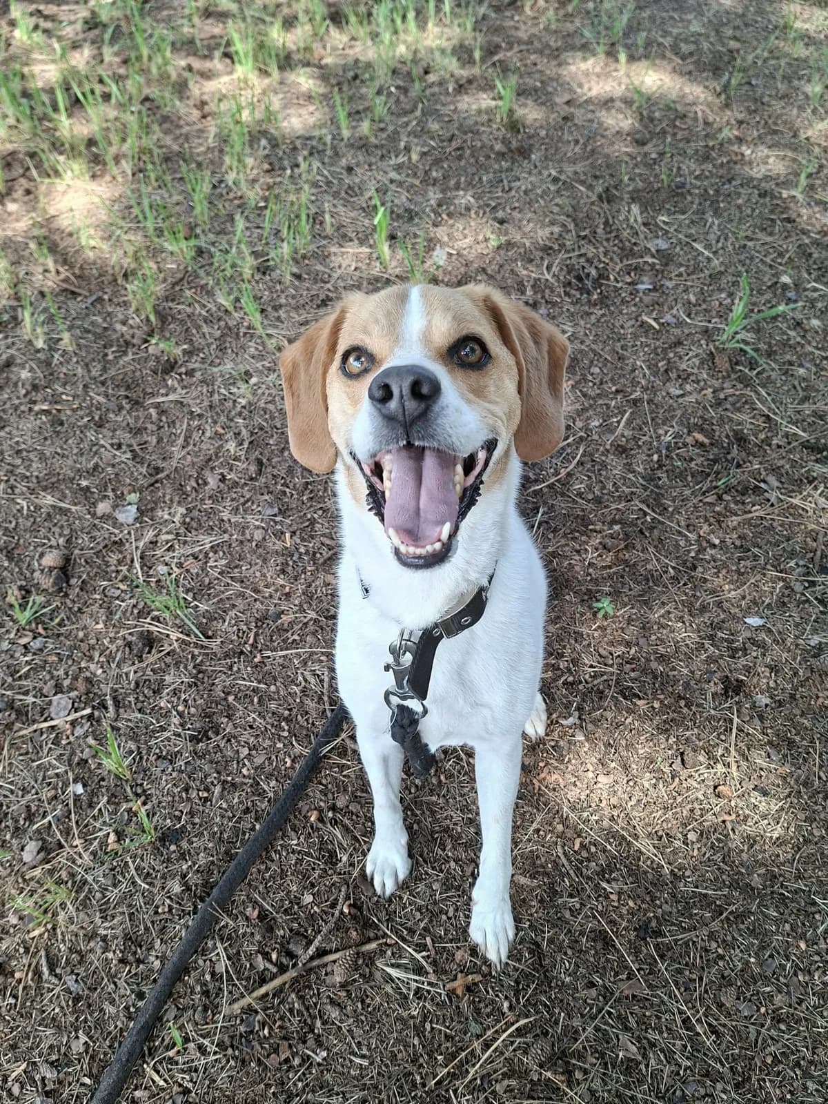 Basje, male Beagle for adoption at Dierenasiel Lommel, Lommel