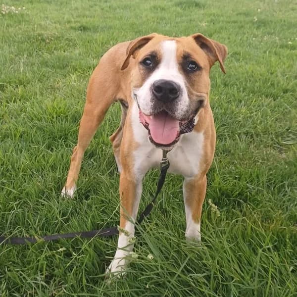Balou, male mixed breed for adoption at Dierenasiel Lommel, Lommel