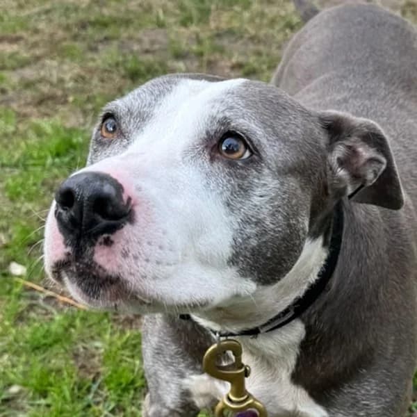 Xia, female Staffordshire Bull Terrier for adoption at Dierenasiel Lommel, Lommel