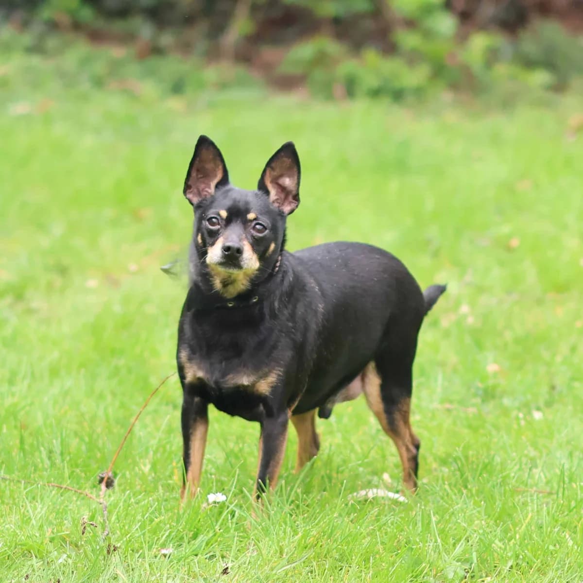 Bailey – Geadopteerd, male 7yo mixed breed for adoption at Dierenasiel Sint-Truiden, Sint-Truiden