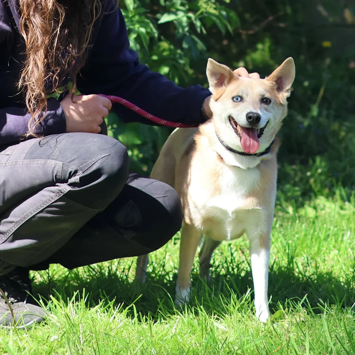 Ralphy, male 5yo mixed breed for adoption at Dierenasiel Sint-Truiden, Sint-Truiden