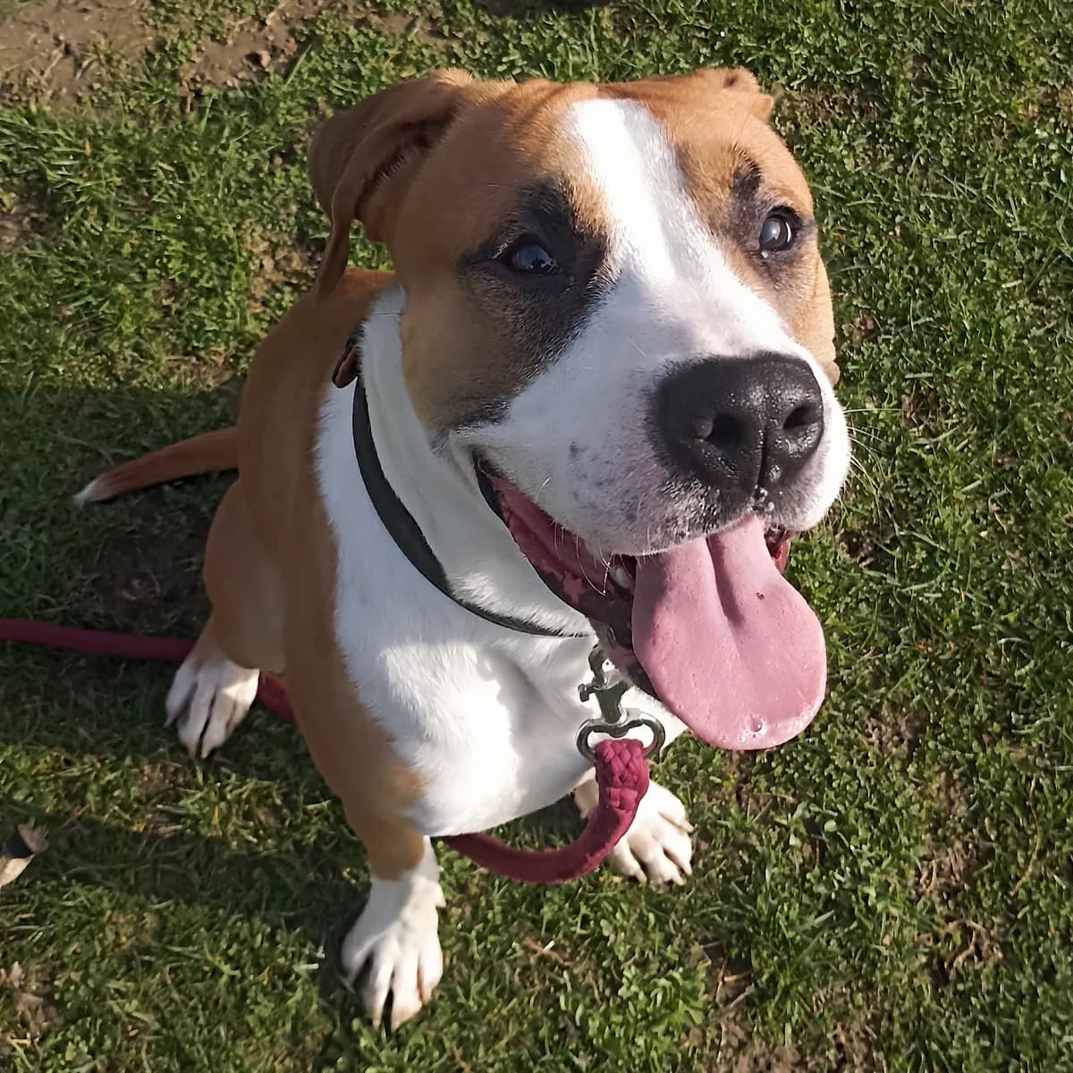 Balou, male young English Bulldog for adoption at Dierenasiel Sint-Truiden, Sint-Truiden
