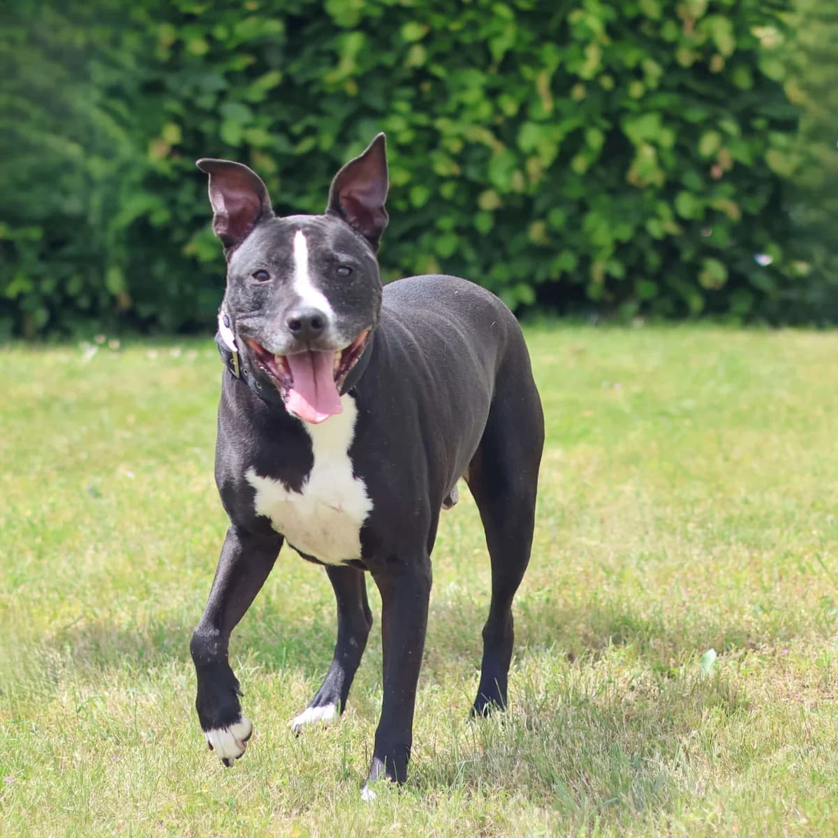 Chico, male 6yo Staffordshire Bull Terrier for adoption at Dierenasiel Sint-Truiden, Sint-Truiden