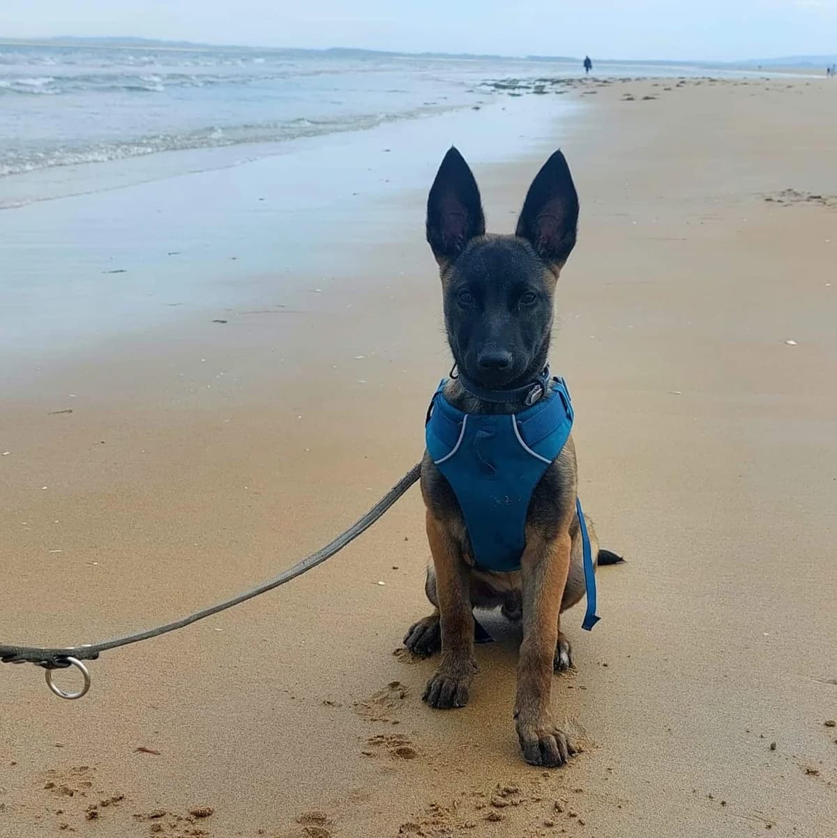Dexter, male puppy mixed breed for adoption at Dierenasiel Sint-Truiden, Sint-Truiden