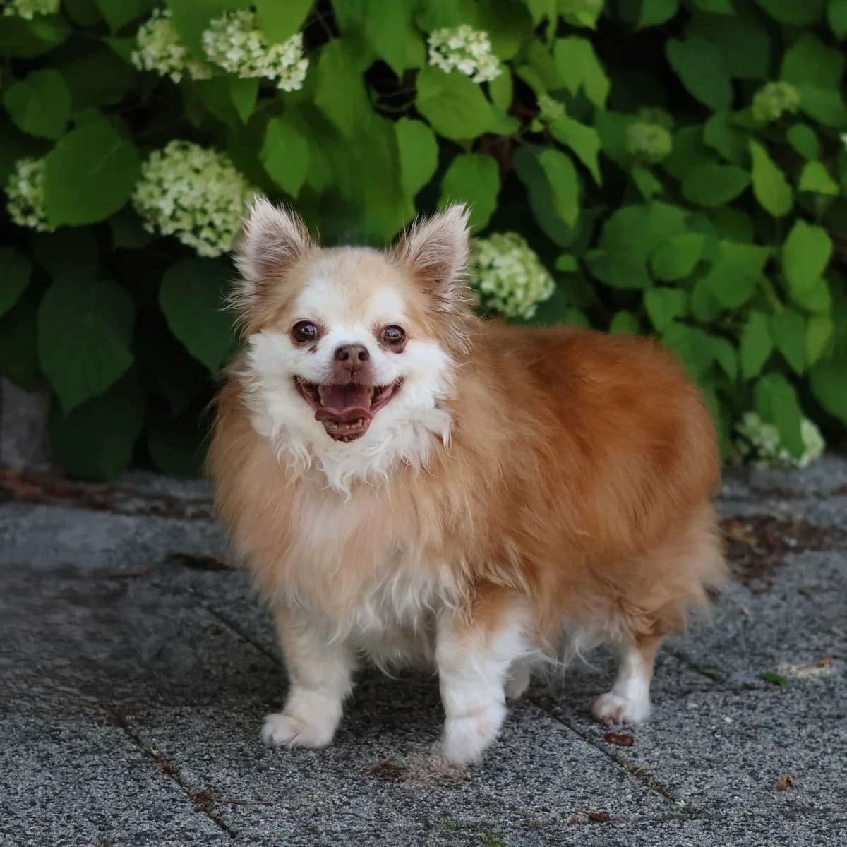 Bo’ke, male senior Chihuahua for adoption at Dierenasiel Sint-Truiden, Sint-Truiden