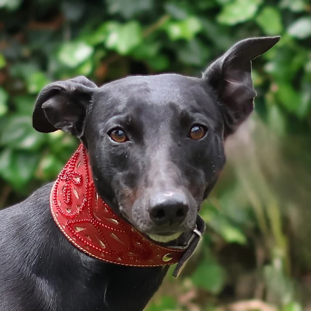 Jack, male young Whippet for adoption at Dierenasiel Sint-Truiden, Sint-Truiden