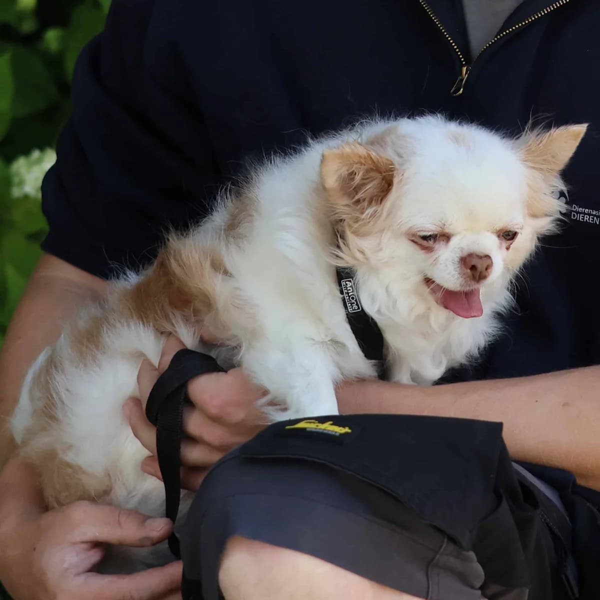 Mila, female senior Chihuahua for adoption at Dierenasiel Sint-Truiden, Sint-Truiden