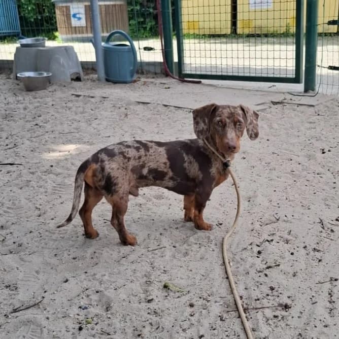 Marcel – AANVRAGEN AFGESLOTEN, male puppy Dachshund for adoption at Dierenasiel Sint-Truiden, Sint-Truiden