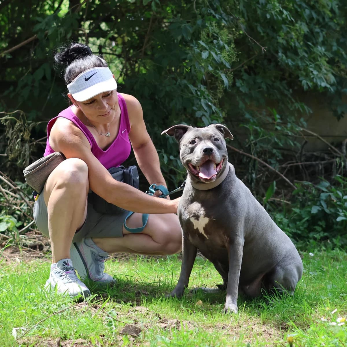 Kira, female senior Staffordshire Bull Terrier for adoption at Dierenasiel Sint-Truiden, Sint-Truiden