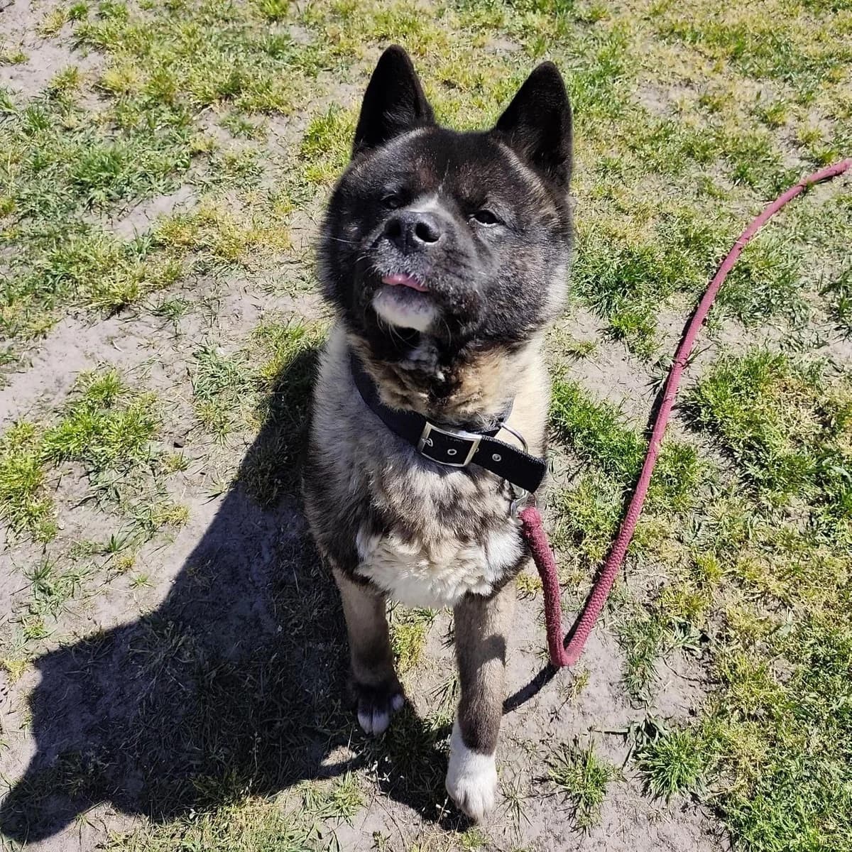 Basko, male 4yo Akita for adoption at Dierenasiel Sint-Truiden, Sint-Truiden