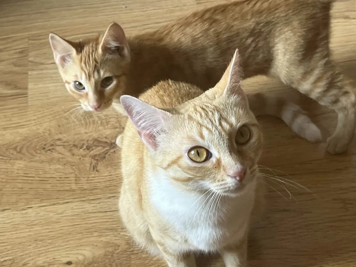 Amber & Asha, young Mixed Breed for adoption at Dierenasiel Sint-Truiden, Sint-Truiden