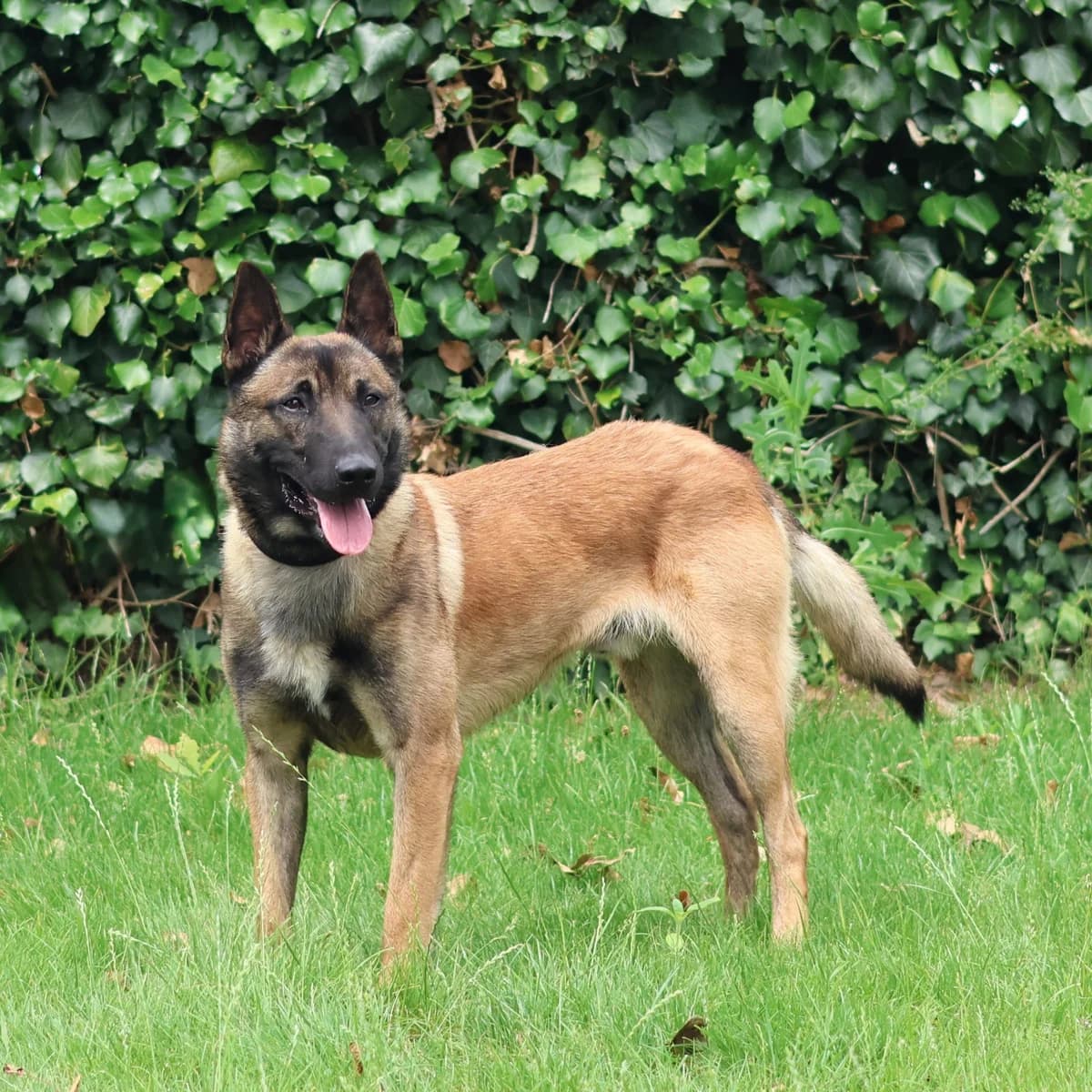 Zarko, male young mixed breed for adoption at Dierenasiel Sint-Truiden, Sint-Truiden