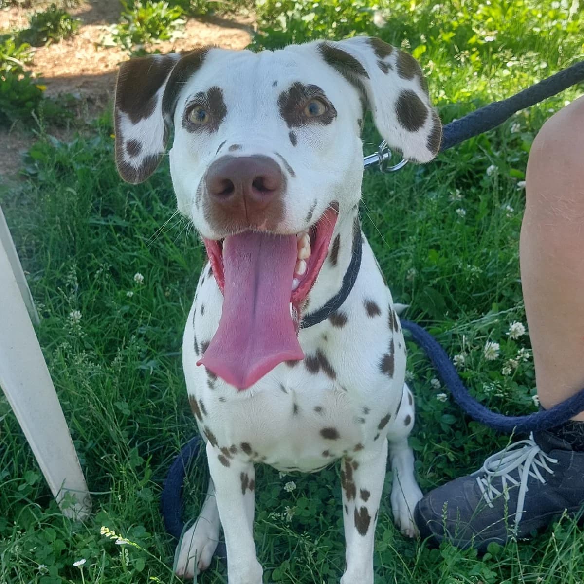 Pippa, female young mixed breed for adoption at Dierenasiel Sint-Truiden, Sint-Truiden