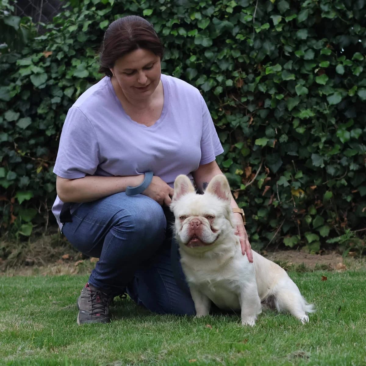 Yeti, male young English Bulldog for adoption at Dierenasiel Sint-Truiden, Sint-Truiden