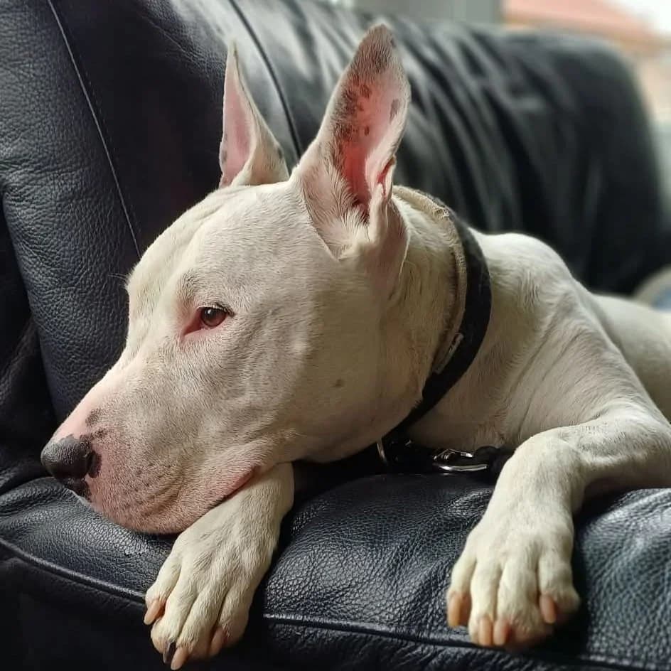 Arco, male senior mixed breed for adoption at Dierenasiel Sint-Truiden, Sint-Truiden