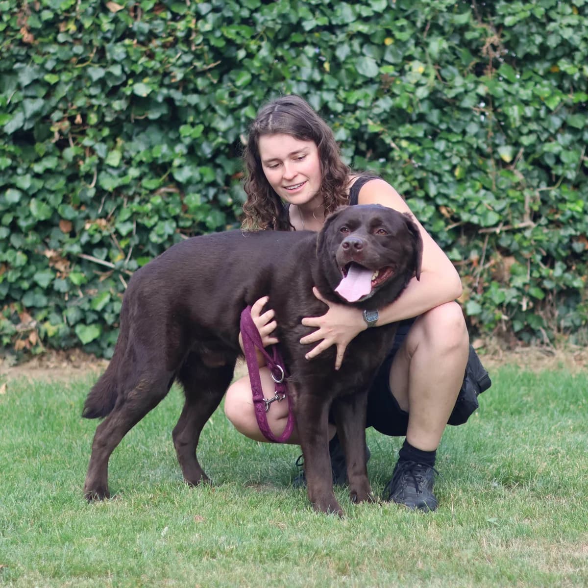 Thor, male 6yo mixed breed for adoption at Dierenasiel Sint-Truiden, Sint-Truiden