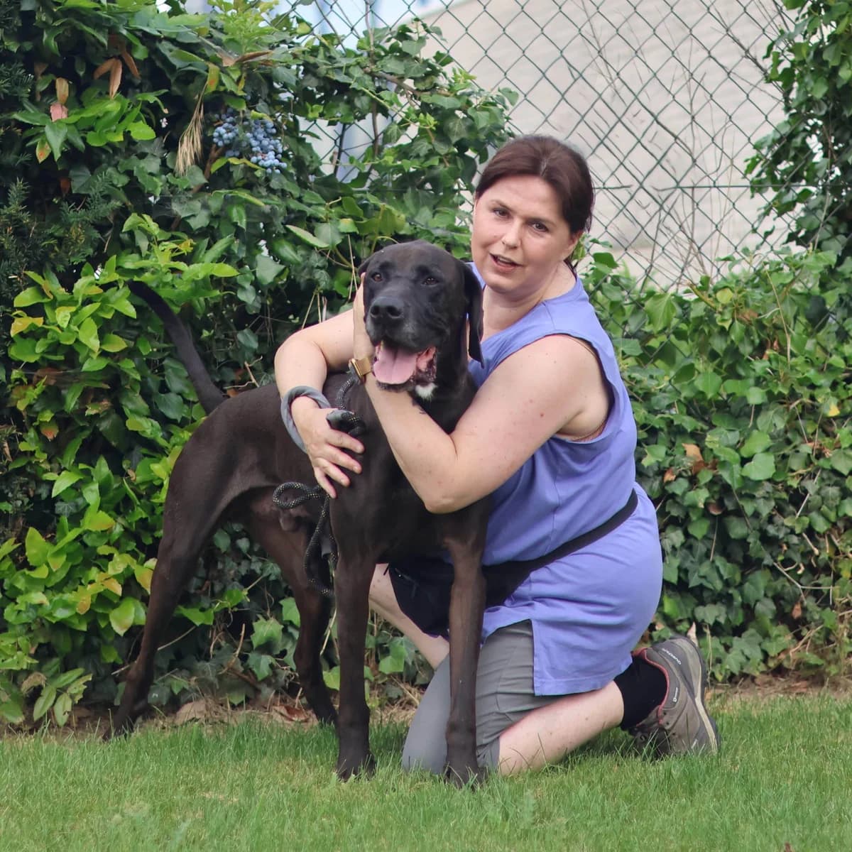 Wolf, male senior Labrador Retriever for adoption at Dierenasiel Sint-Truiden, Sint-Truiden