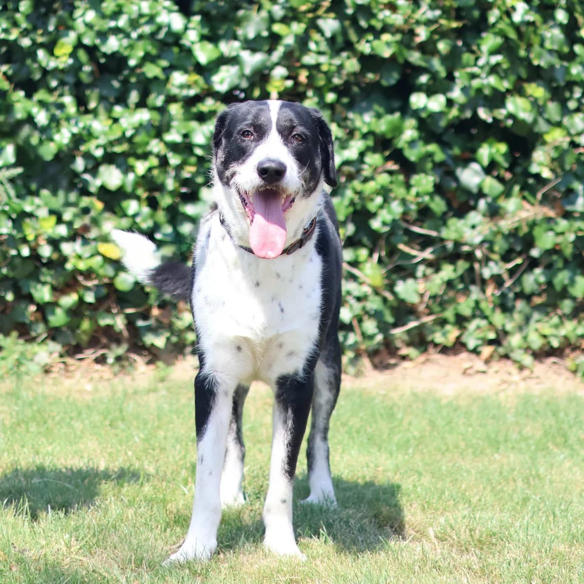 Yin – Gereserveerd, male 4yo mixed breed for adoption at Dierenasiel Sint-Truiden, Sint-Truiden