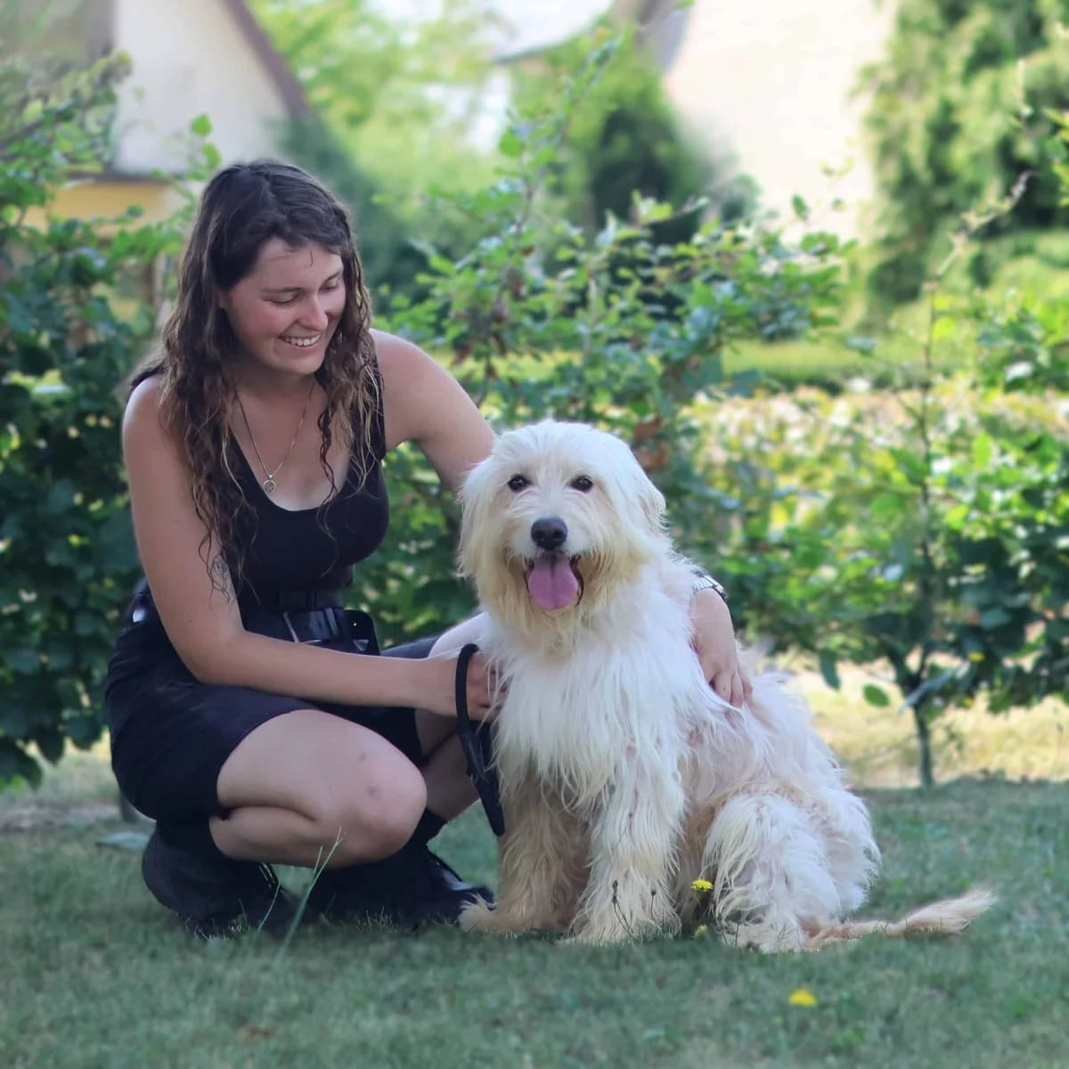 Robin, female young Golden Retriever for adoption at Dierenasiel Sint-Truiden, Sint-Truiden