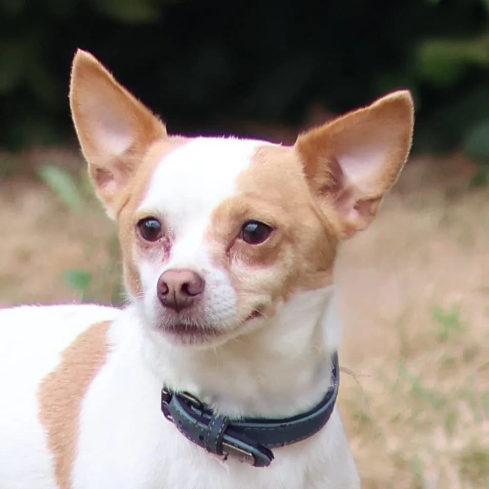 Louis, male 5yo Chihuahua for adoption at Dierenasiel Sint-Truiden, Sint-Truiden