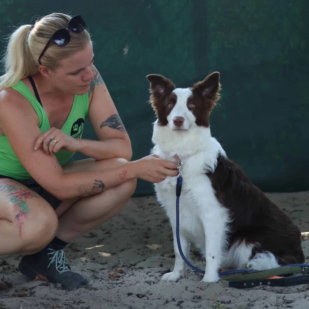 Lilo – Geadopteerd, female puppy Border Collie for adoption at Dierenasiel Sint-Truiden, Sint-Truiden