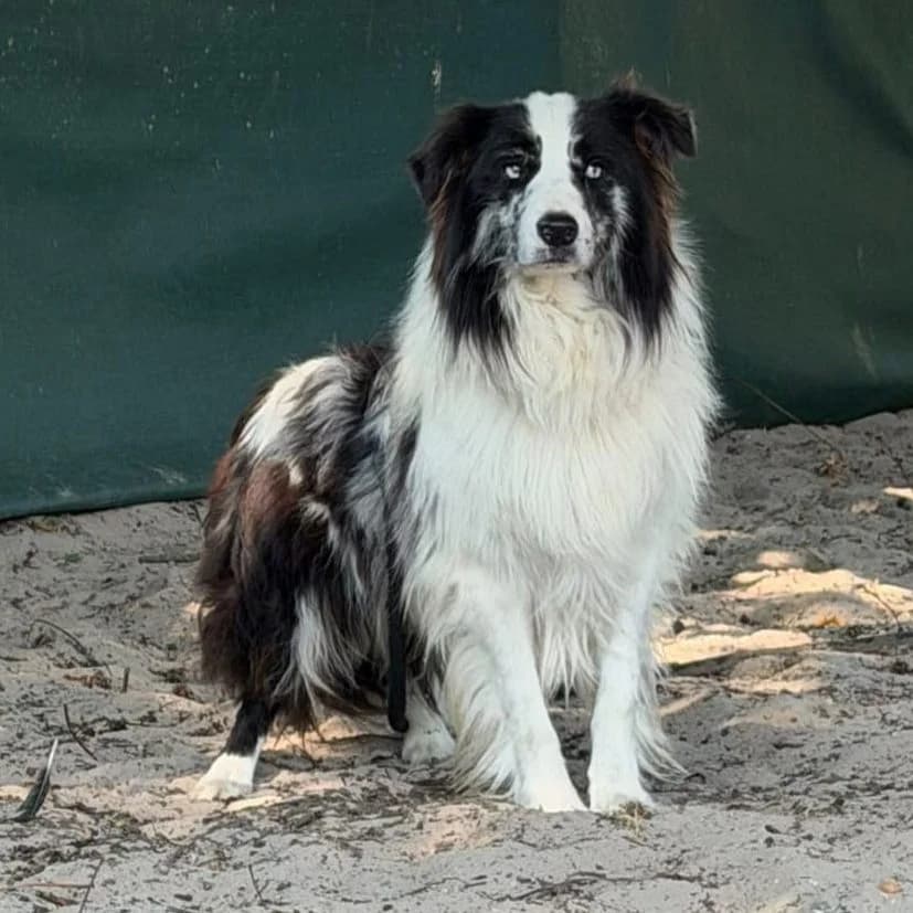 Flake – Aanvragen afgesloten, male young Border Collie for adoption at Dierenasiel Sint-Truiden, Sint-Truiden