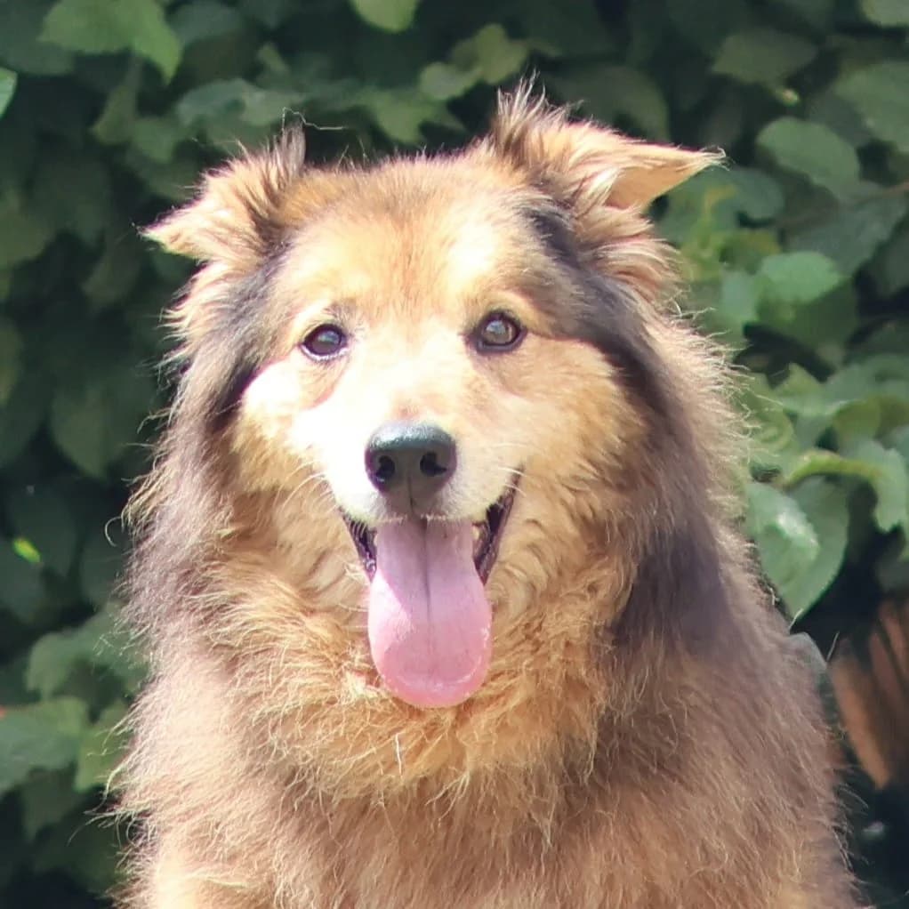 Djay, male senior mixed breed for adoption at Dierenasiel Sint-Truiden, Sint-Truiden