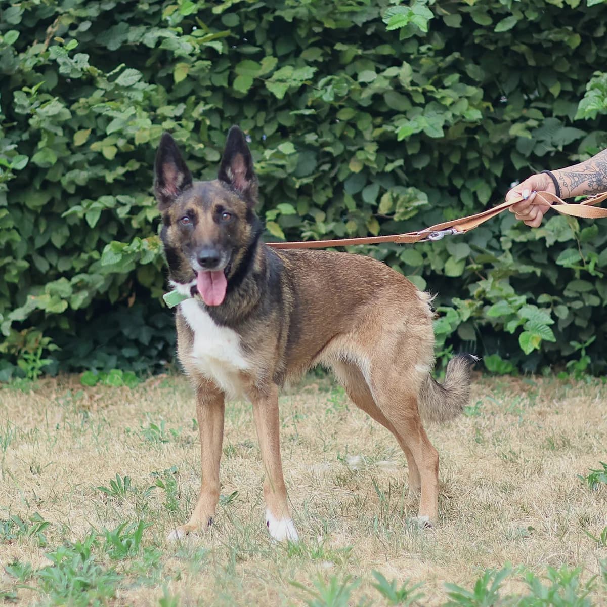 Koda, female 6yo Border Collie for adoption at Dierenasiel Sint-Truiden, Sint-Truiden