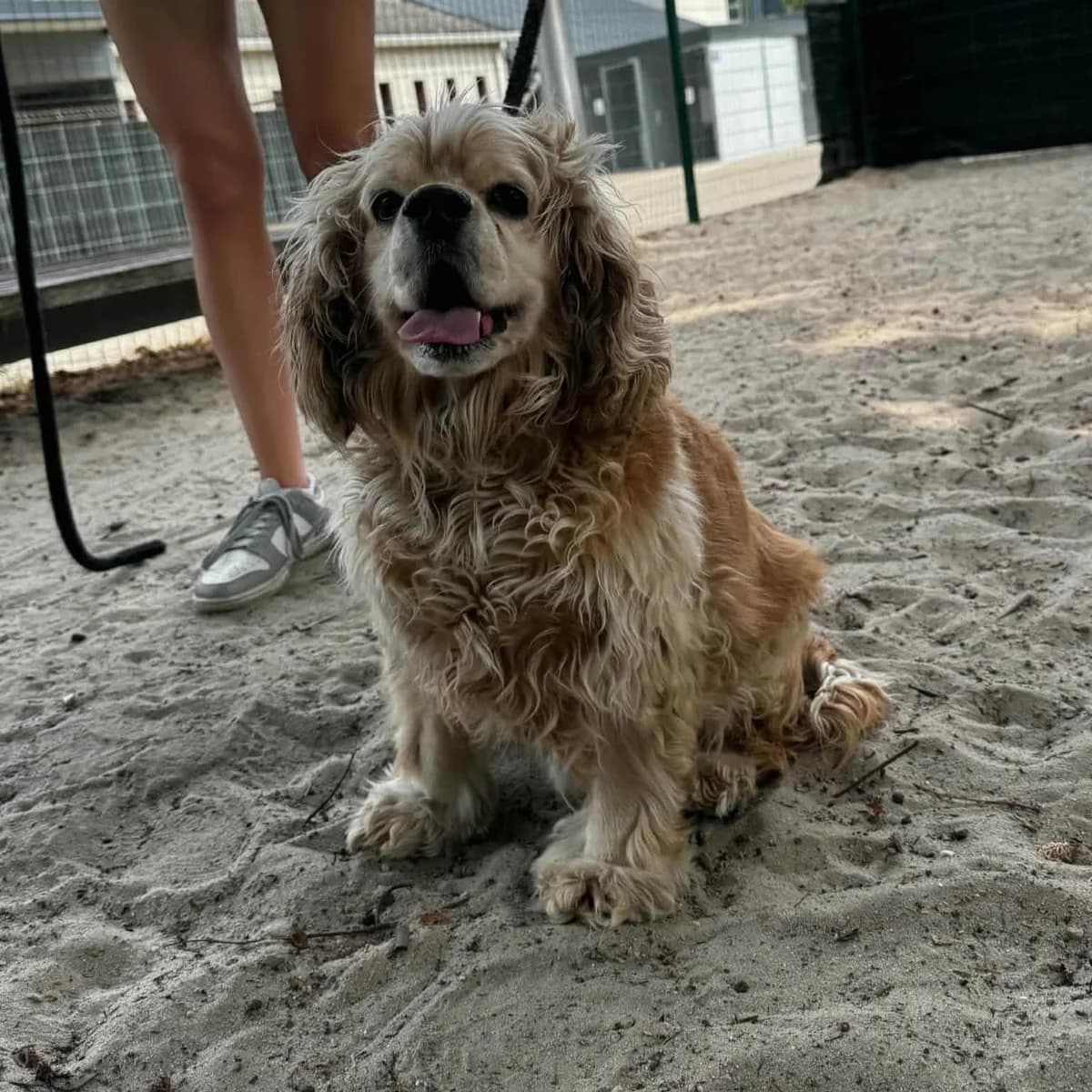 Elmo, male 6yo Cocker Spaniel for adoption at Dierenasiel Sint-Truiden, Sint-Truiden