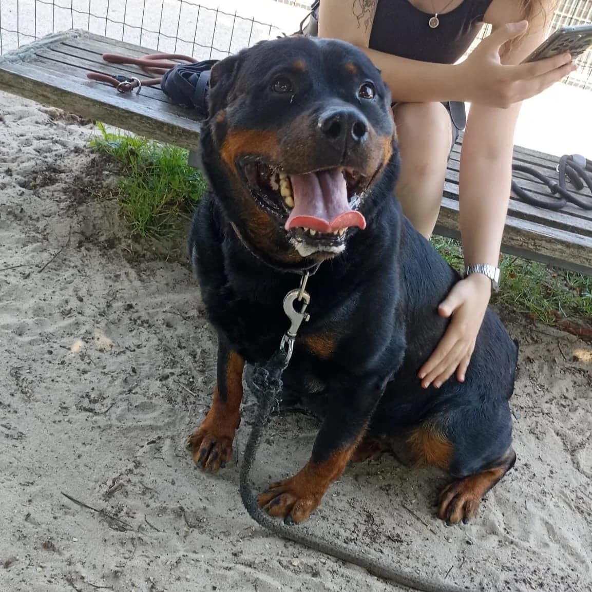 Sky, female 7yo Rottweiler for adoption at Dierenasiel Sint-Truiden, Sint-Truiden