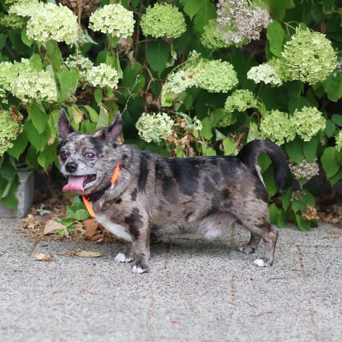 Sloeber, male senior Chihuahua for adoption at Dierenasiel Sint-Truiden, Sint-Truiden