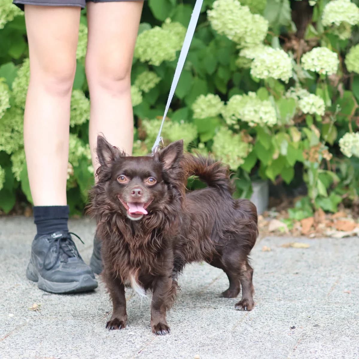 Rocky, male 3yo Chihuahua for adoption at Dierenasiel Sint-Truiden, Sint-Truiden