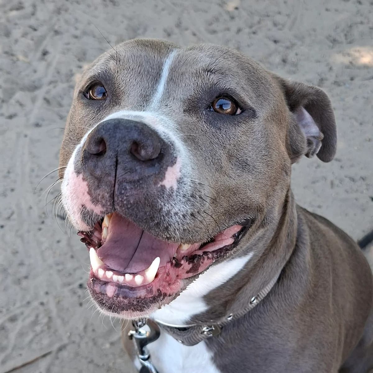 Sky, female 3yo Staffordshire Bull Terrier for adoption at Dierenasiel Sint-Truiden, Sint-Truiden