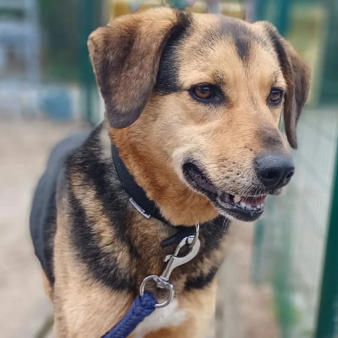 Timo, male 5yo mixed breed for adoption at Dierenasiel Sint-Truiden, Sint-Truiden