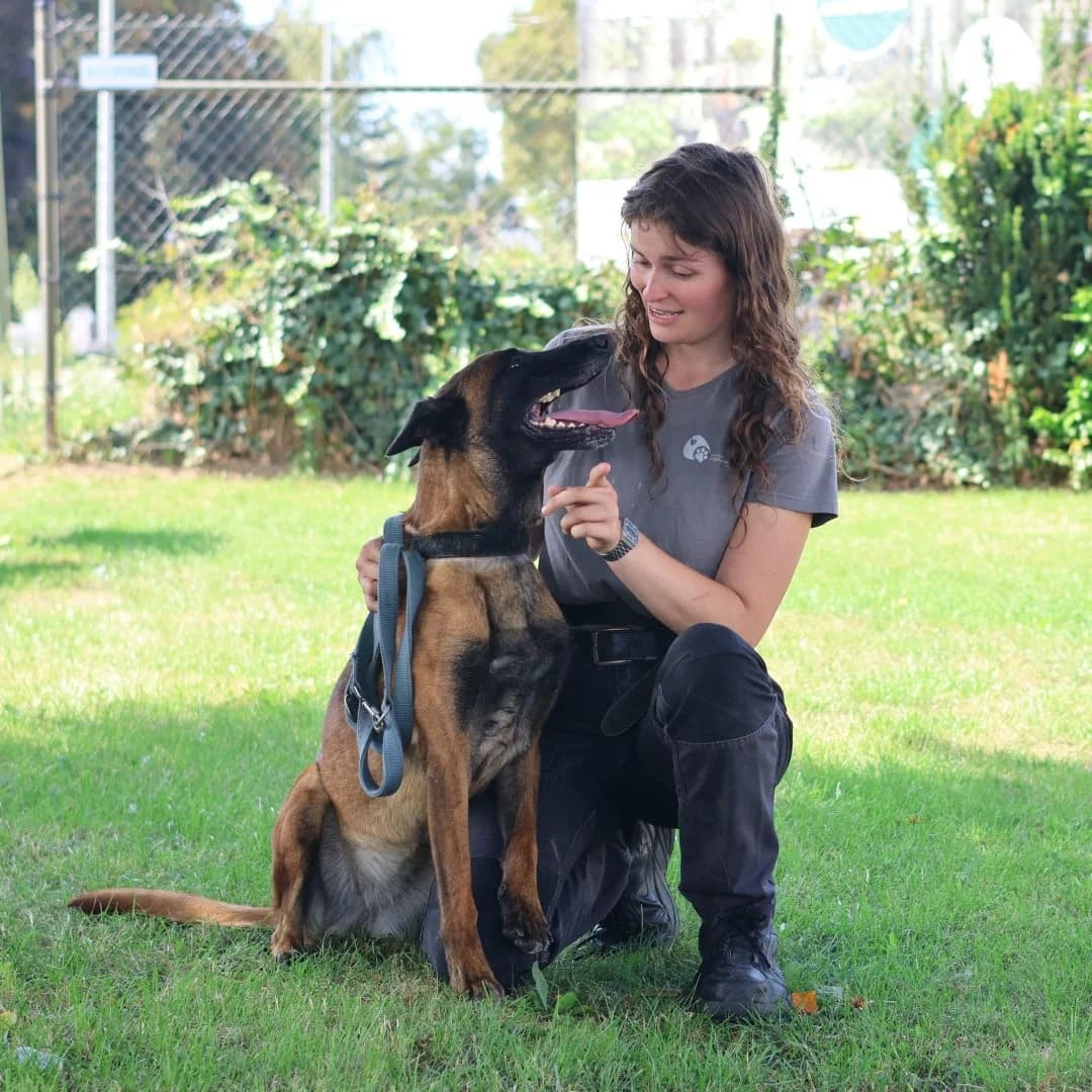 Ursa, female 5yo mixed breed for adoption at Dierenasiel Sint-Truiden, Sint-Truiden