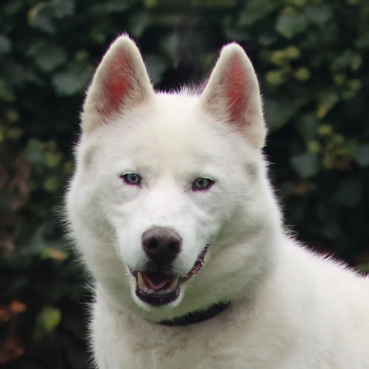 Sky, male senior Husky for adoption at Dierenasiel Sint-Truiden, Sint-Truiden