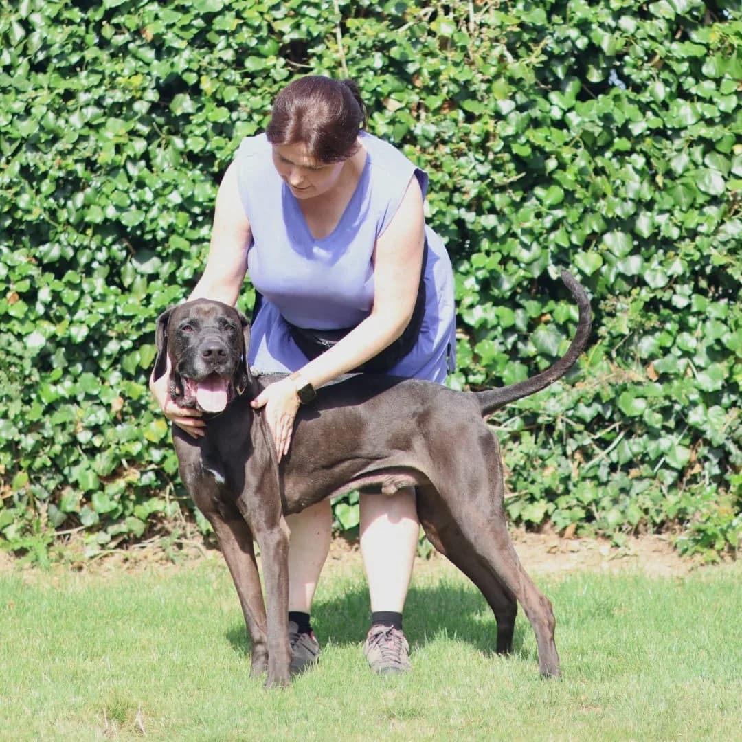 Wolf, male senior Labrador Retriever for adoption at Dierenasiel Sint-Truiden, Sint-Truiden
