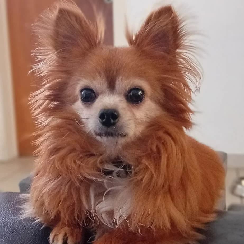 Mickey, male senior Chihuahua for adoption at Dierenasiel Sint-Truiden, Sint-Truiden