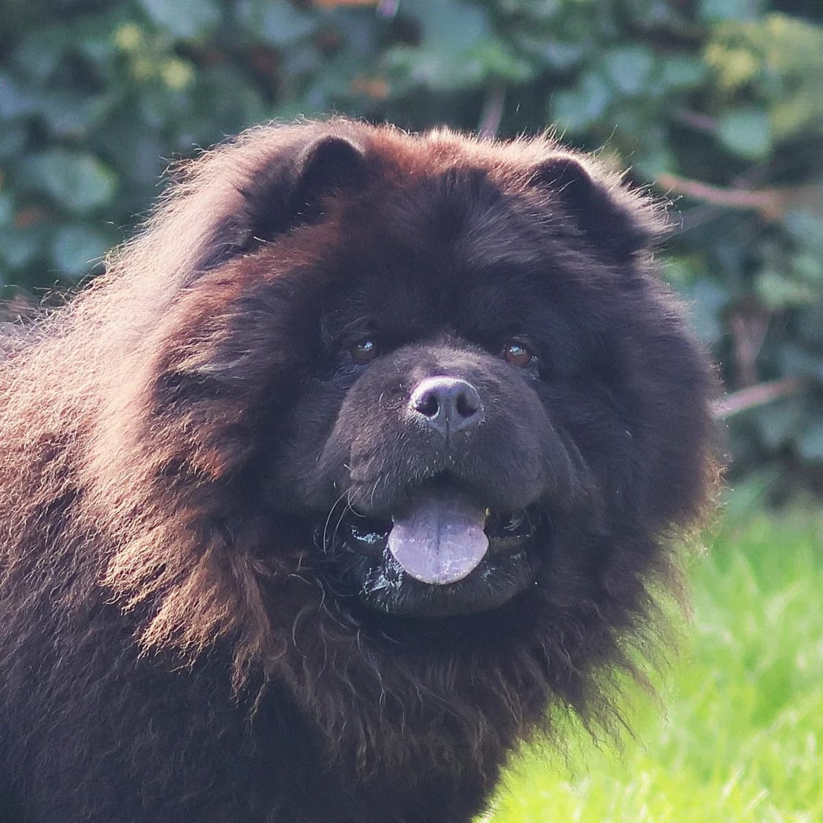 Nono, male young mixed breed for adoption at Dierenasiel Sint-Truiden, Sint-Truiden