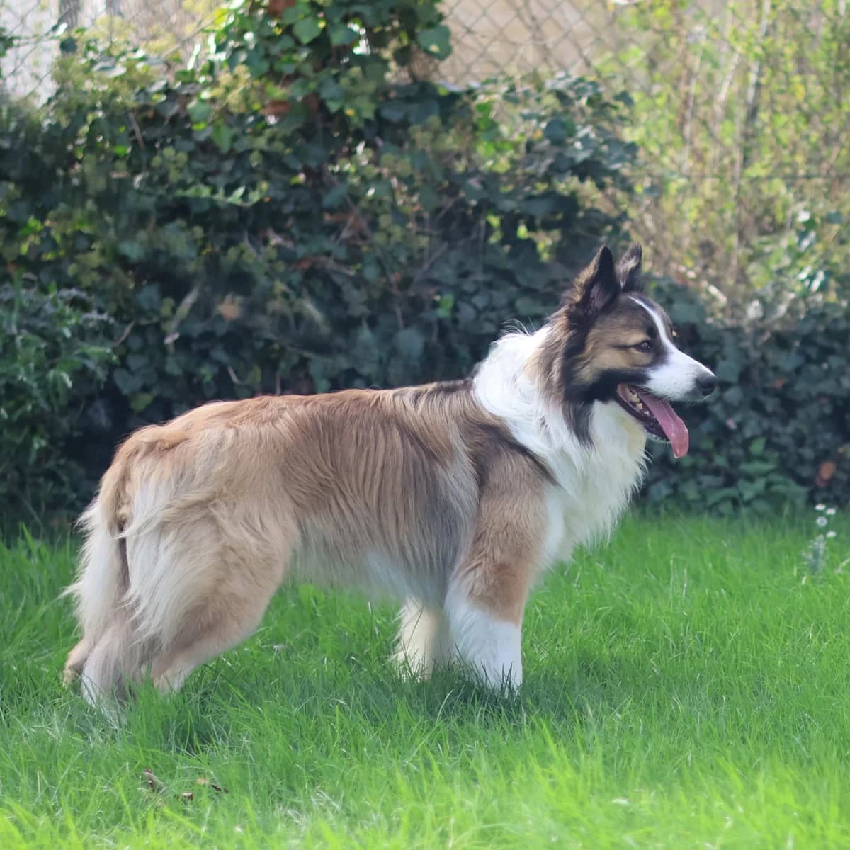 Bailey, male young Border Collie for adoption at Dierenasiel Sint-Truiden, Sint-Truiden